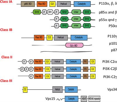 The Isoform Selective Roles of PI3Ks in Dendritic Cell Biology and Function